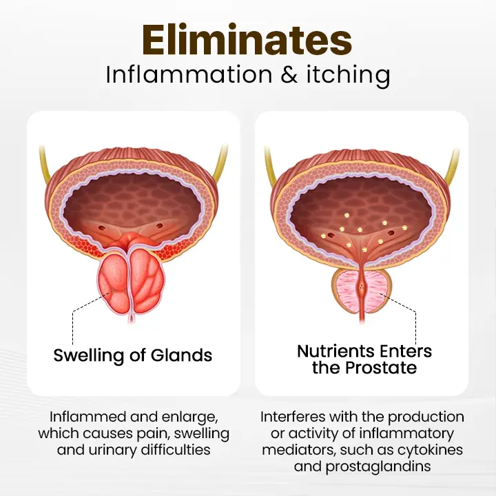 TAILEDEN™ Prostate Massage Bee Wellness Inhaler